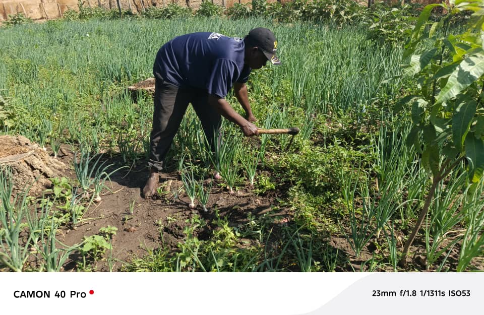 FIER II Koulikoro : Un jeune de Narena qui a fait du maraichage un levier de développement.