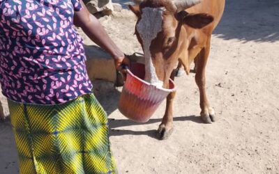 Cercle de Kolokani, commune de Tioribougou, village de Dialla Yékété, Tel : 77600375