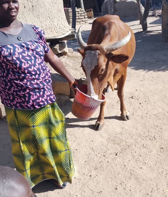 Cercle de Kolokani, commune de Tioribougou, village de Dialla Yékété, Tel : 77600375