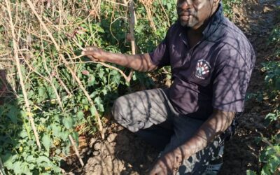Cercle de Kolokani, commune de Nossombougou, village de Pentierebougou, Tel : 78436250