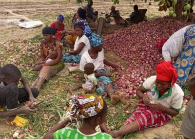 Maraîchage bio intensif : comment arriver à produire sur 2 hectares de maraîchage 60 tonnes d’oignons 