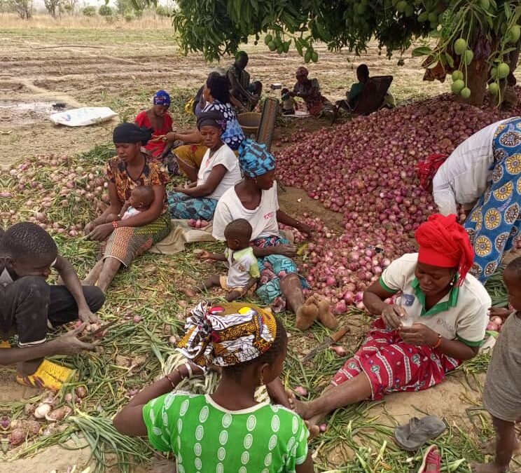 Maraîchage bio intensif : comment arriver à produire sur 2 hectares de maraîchage 60 tonnes d’oignons 