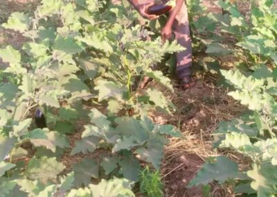 Cercle de Kenièba, commune de Dialafara, village de Dialafara, Tel : 75564861