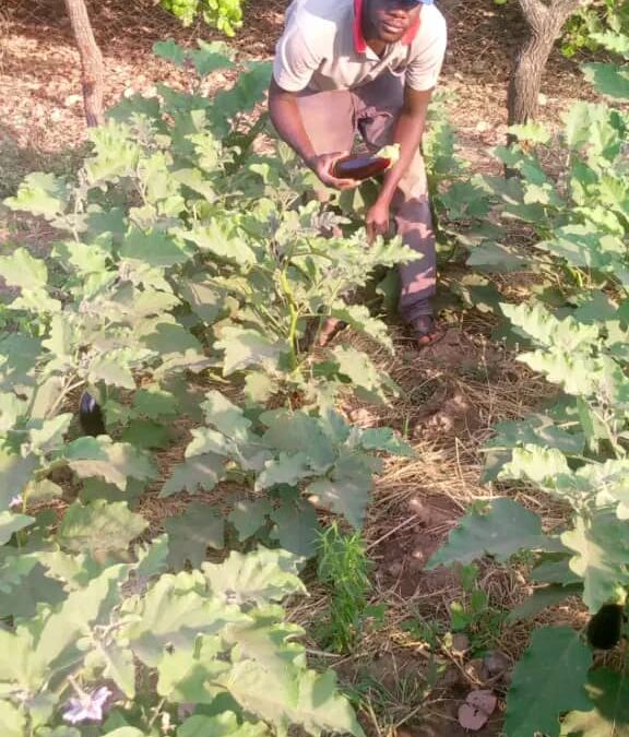 Cercle de Kenièba, commune de Dialafara, village de Dialafara, Tel : 75564861