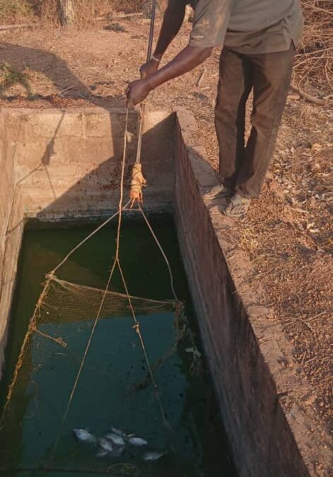 Cercle de Kenièba, municipality of Sitakily, village of Koffing, Tel : 93716525