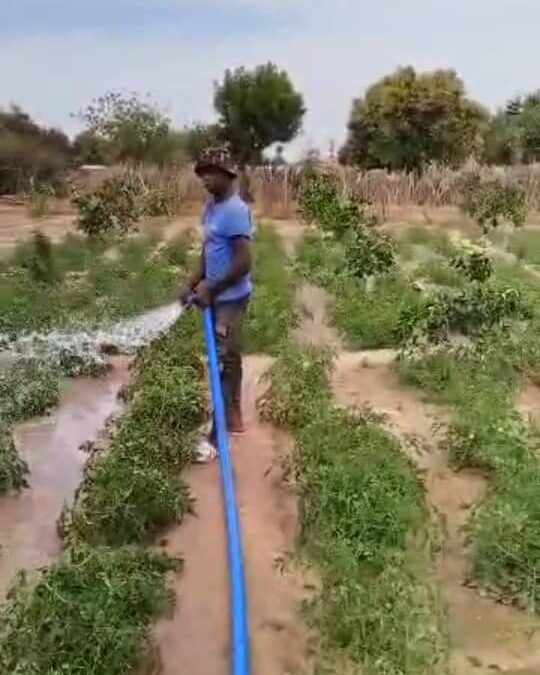 Cercle de Bla, commune de Falo, village de Sintala, Tel : 70487509